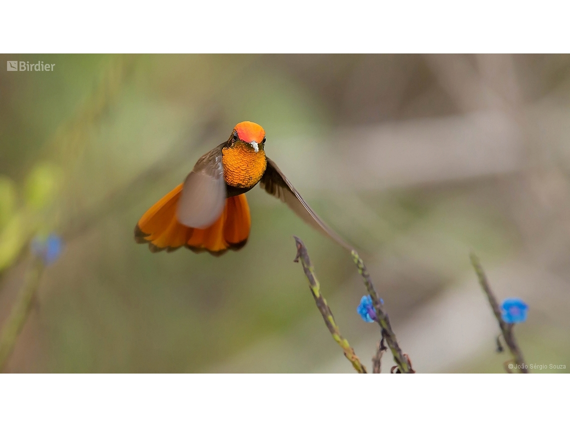 Chrysolampis mosquitus