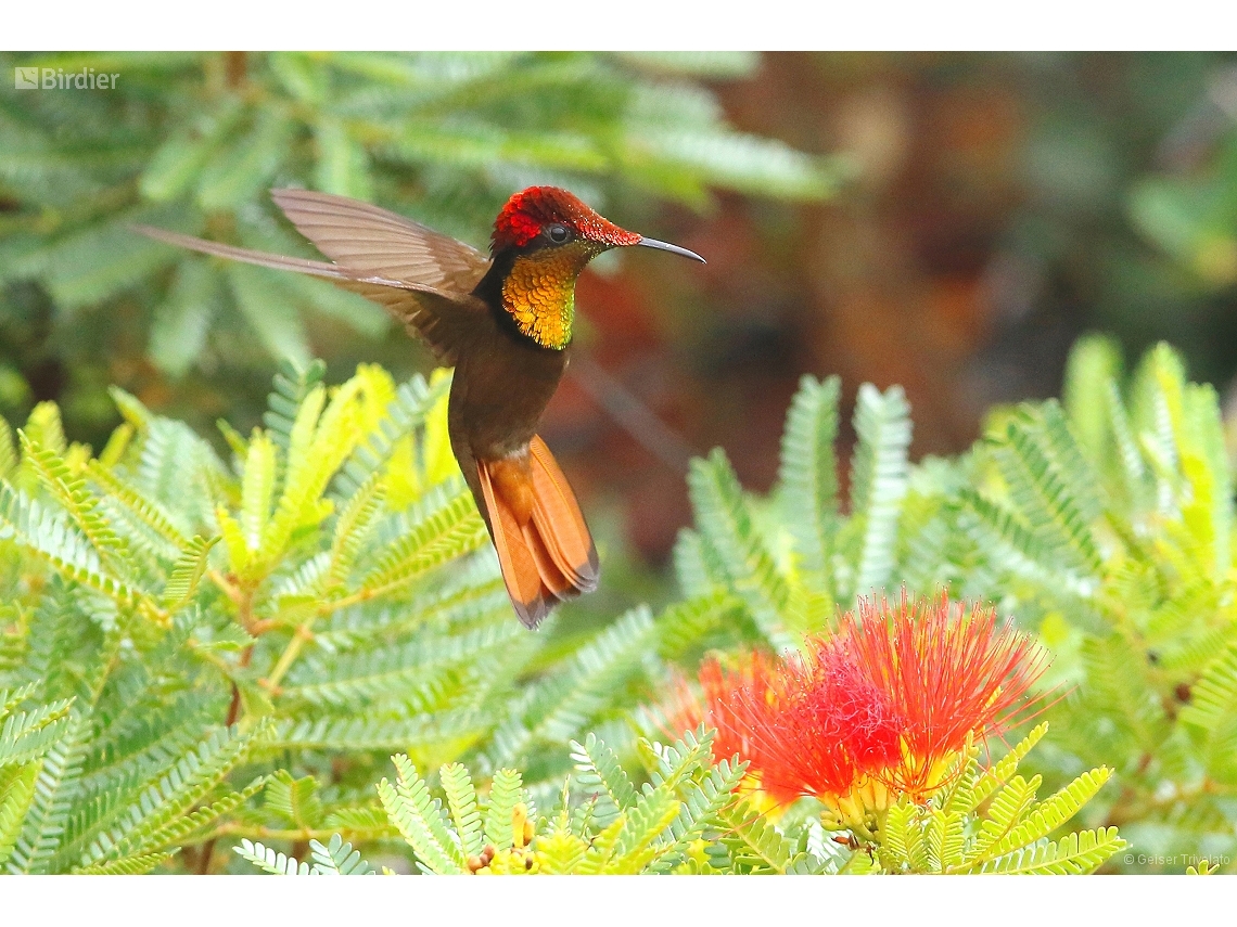 Chrysolampis mosquitus