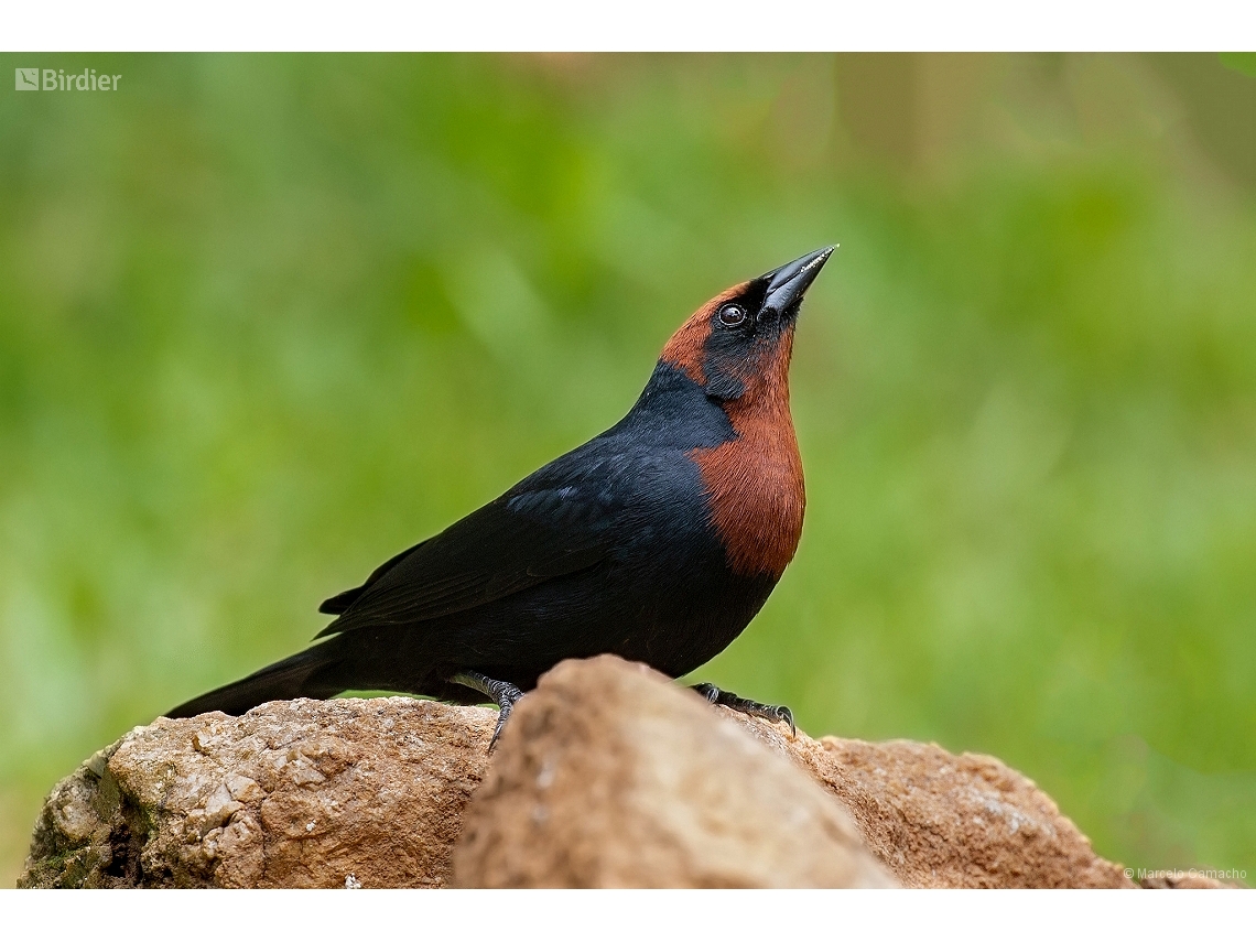 Chrysomus ruficapillus
