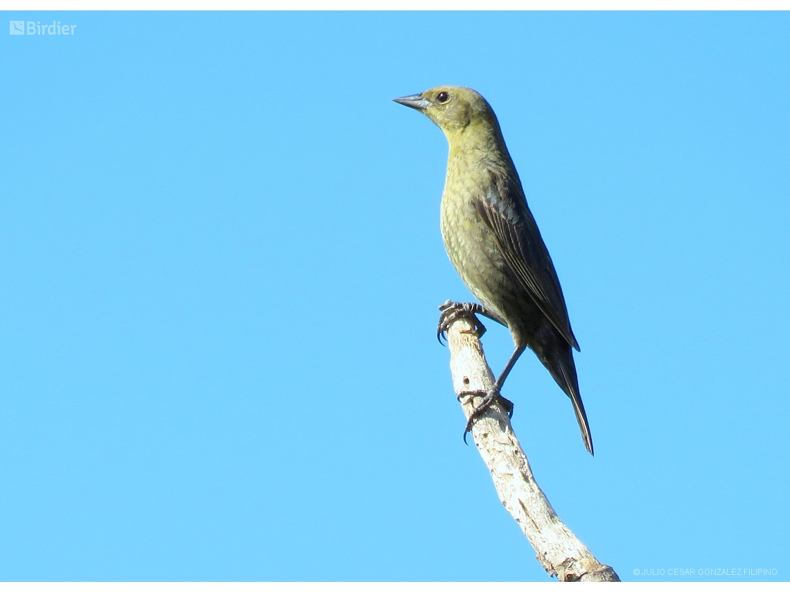 Chrysomus ruficapillus