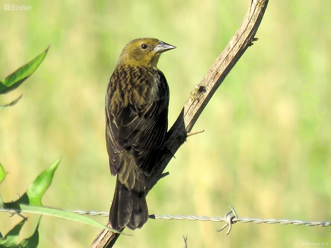 Chrysomus ruficapillus