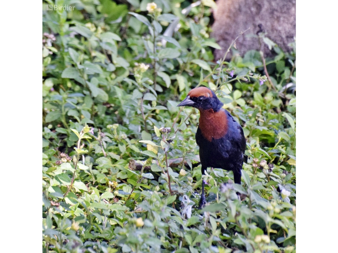 Chrysomus ruficapillus