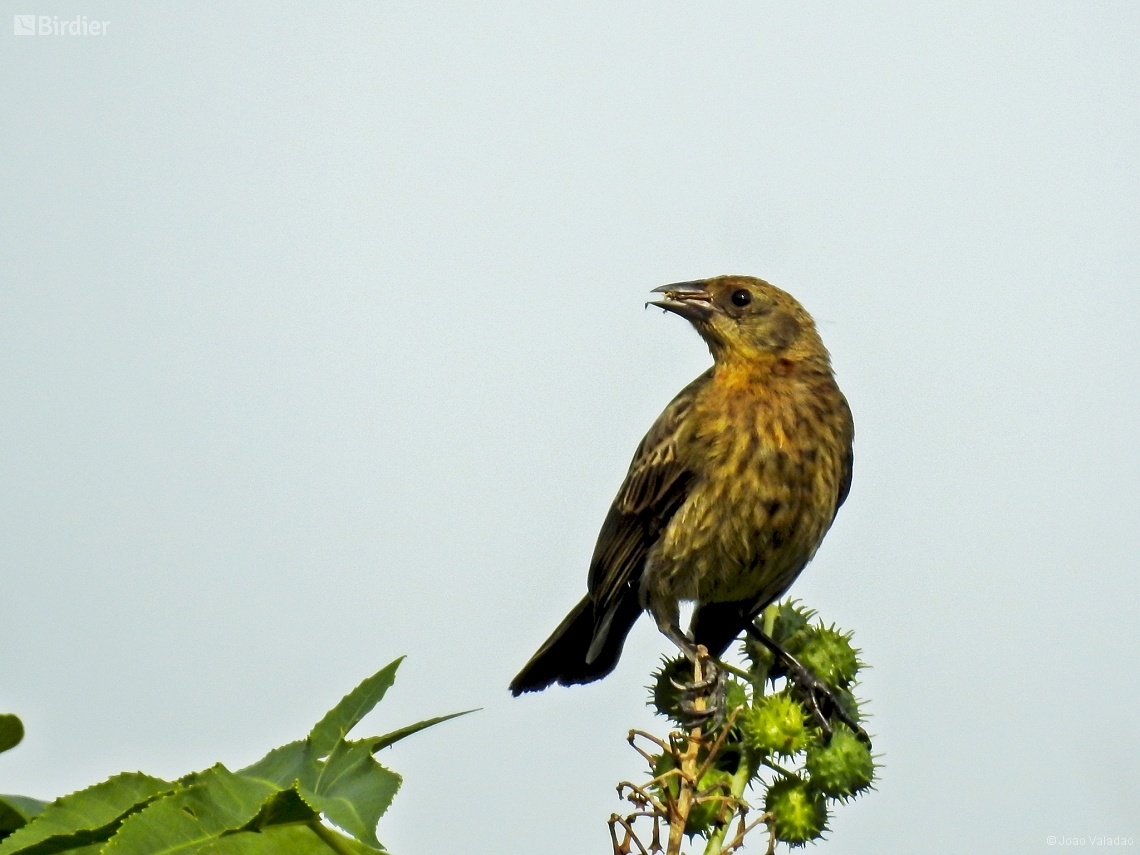 Chrysomus ruficapillus