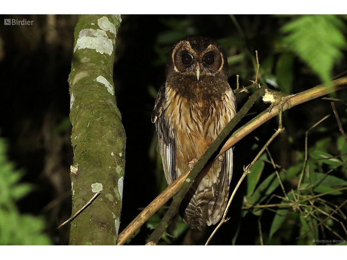 Strix virgata