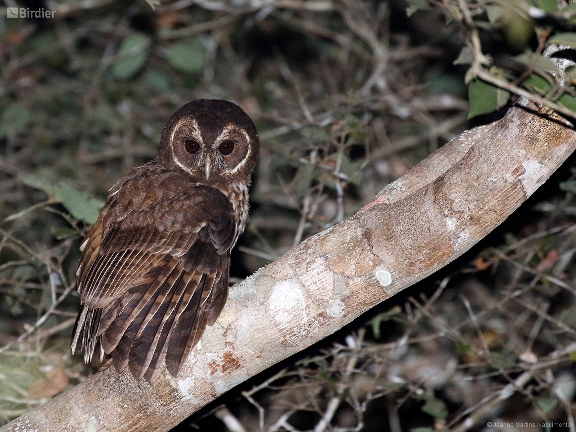 Strix virgata