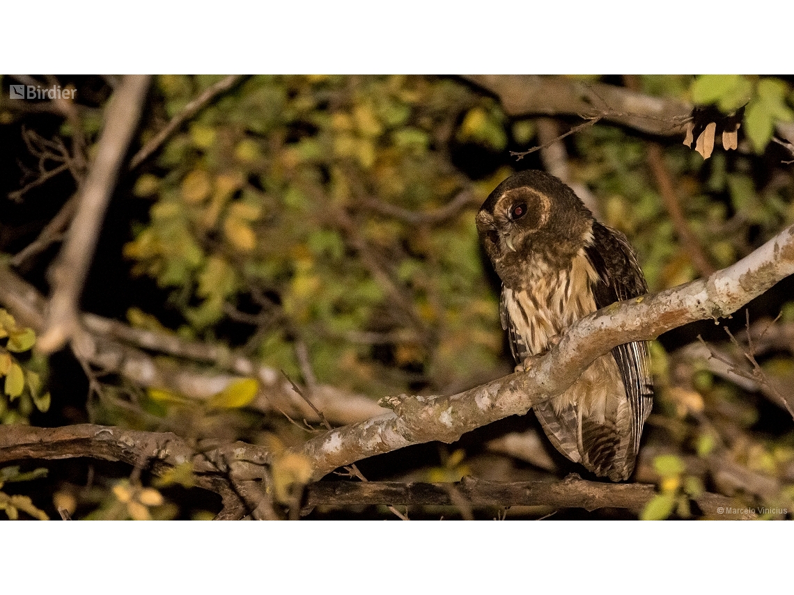 Strix virgata