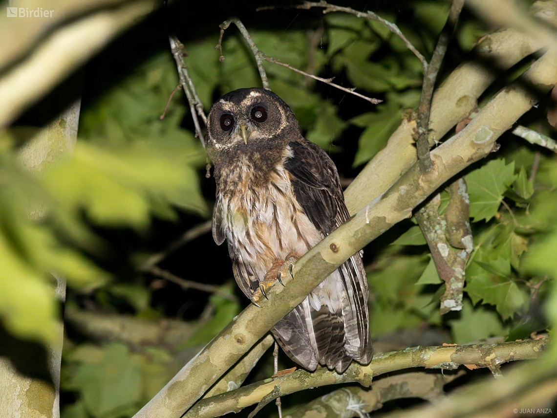 Strix virgata