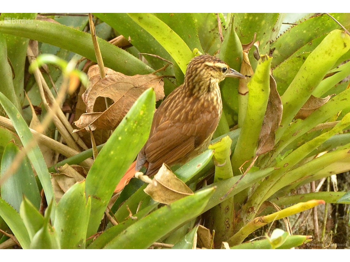 Cichlocolaptes leucophrus