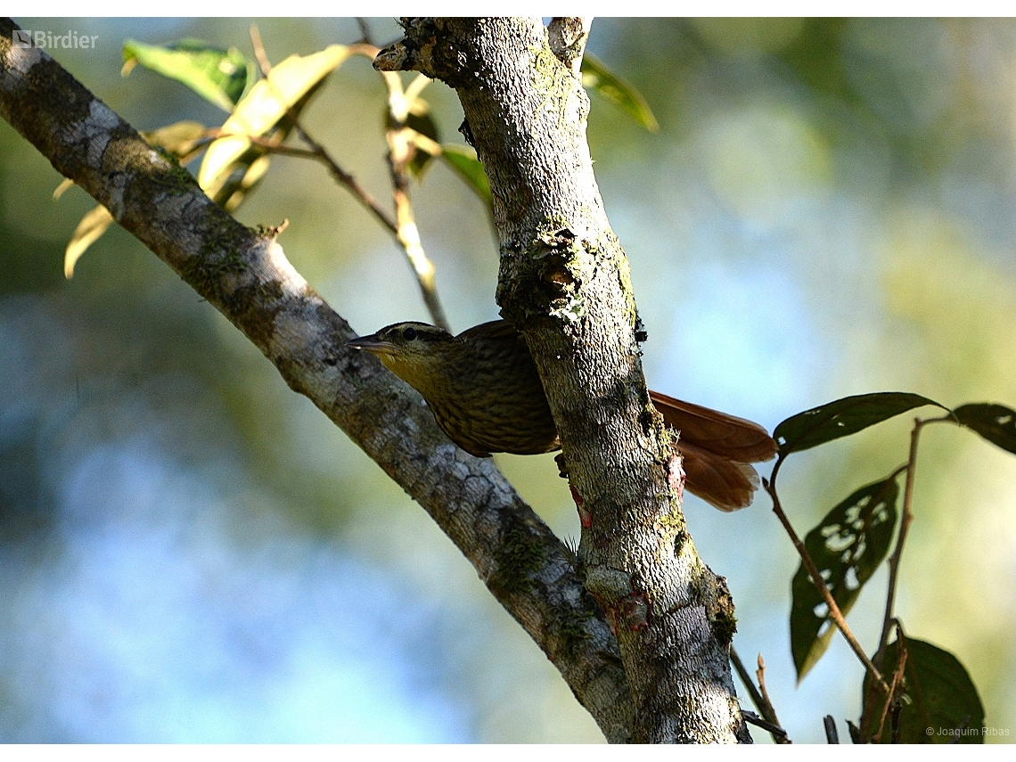 Cichlocolaptes leucophrus