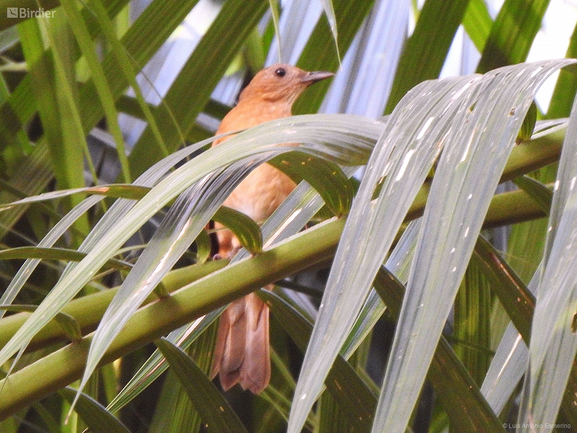 Cichlopsis leucogenys