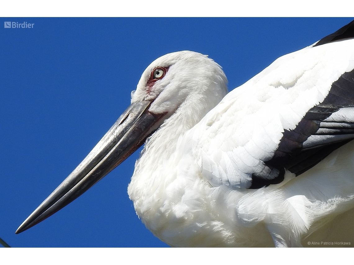 Ciconia boyciana