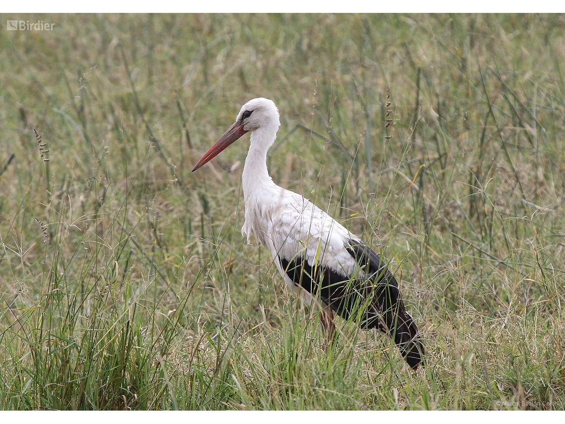 Ciconia ciconia