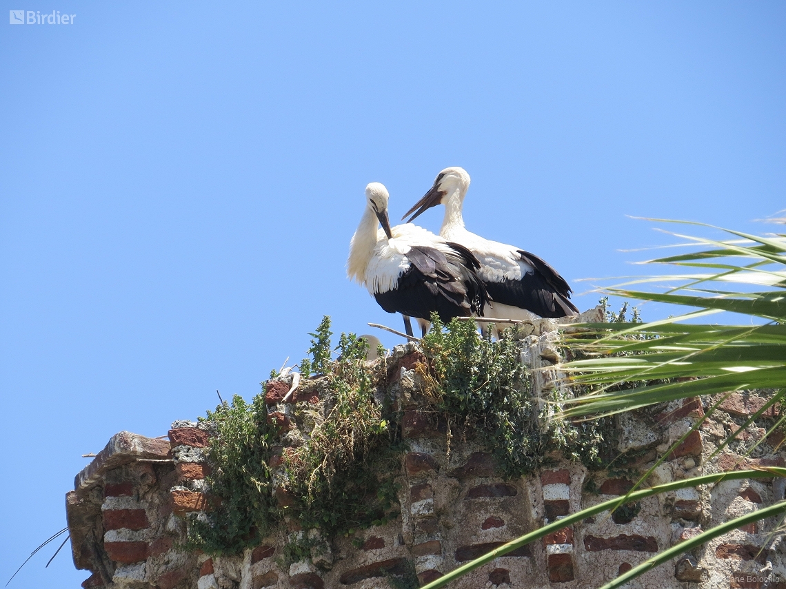 Ciconia ciconia