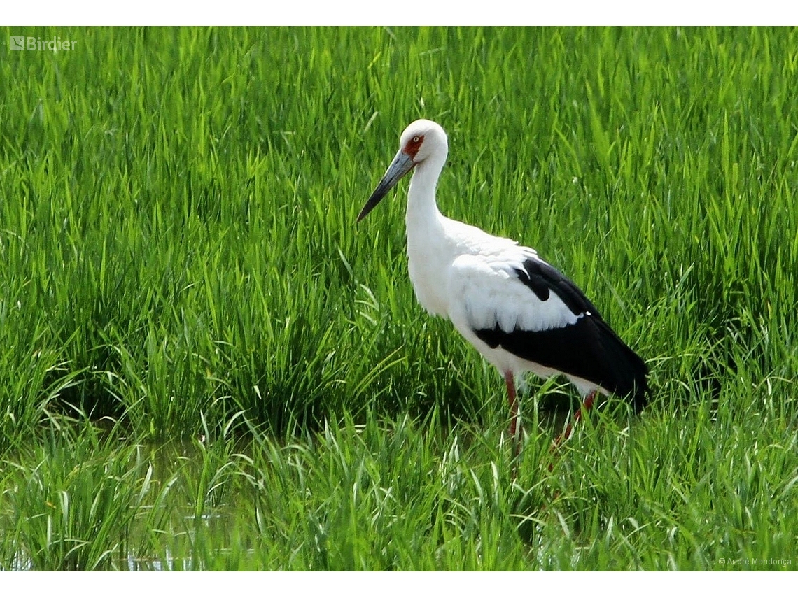 Ciconia maguari