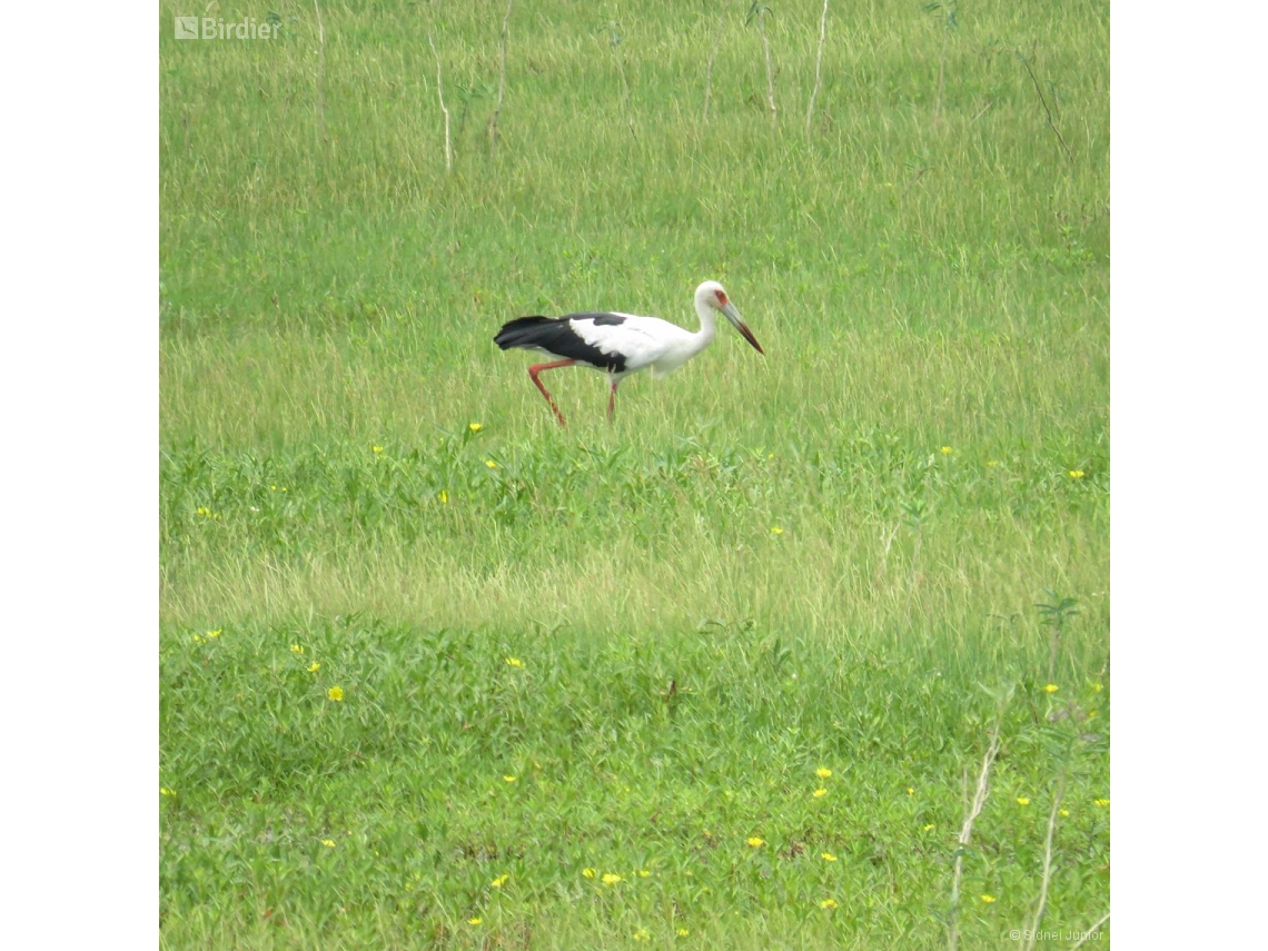 Ciconia maguari