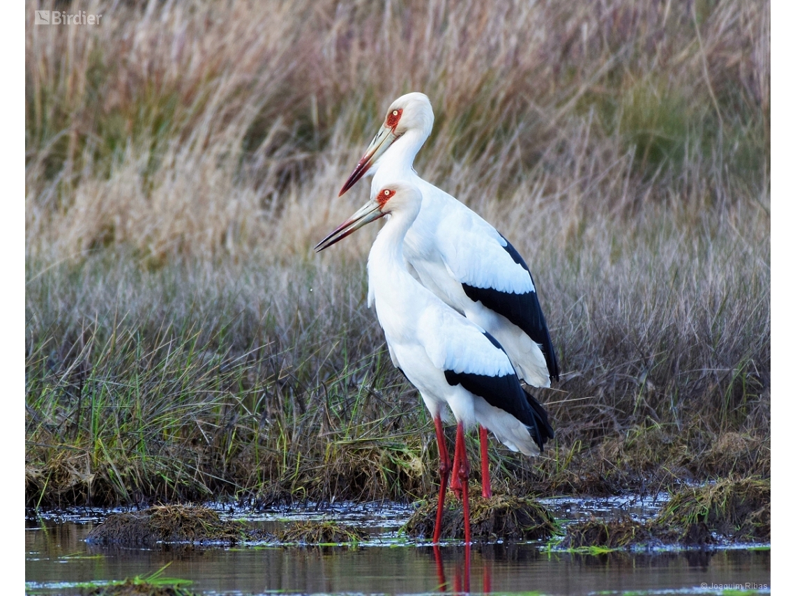 Ciconia maguari