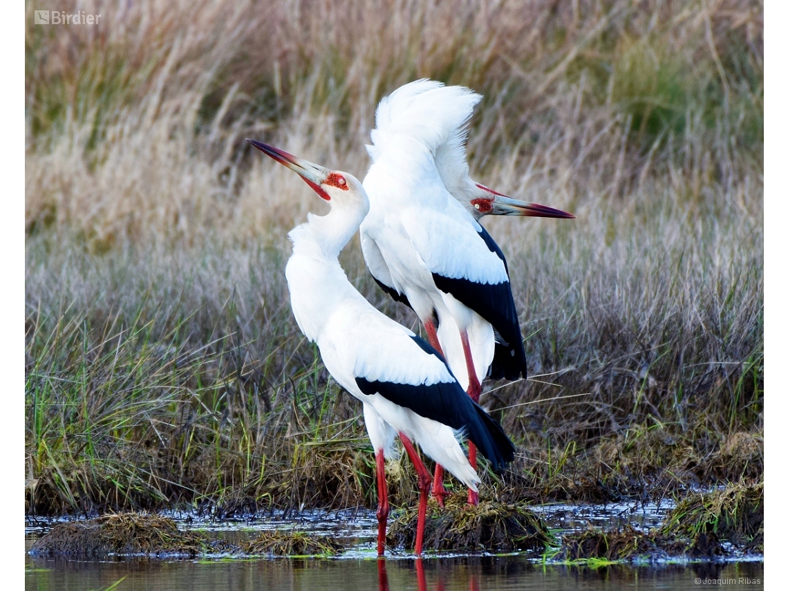 Ciconia maguari