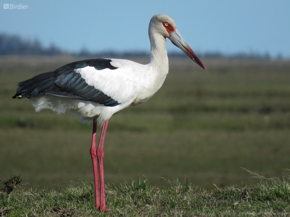 Ciconia maguari