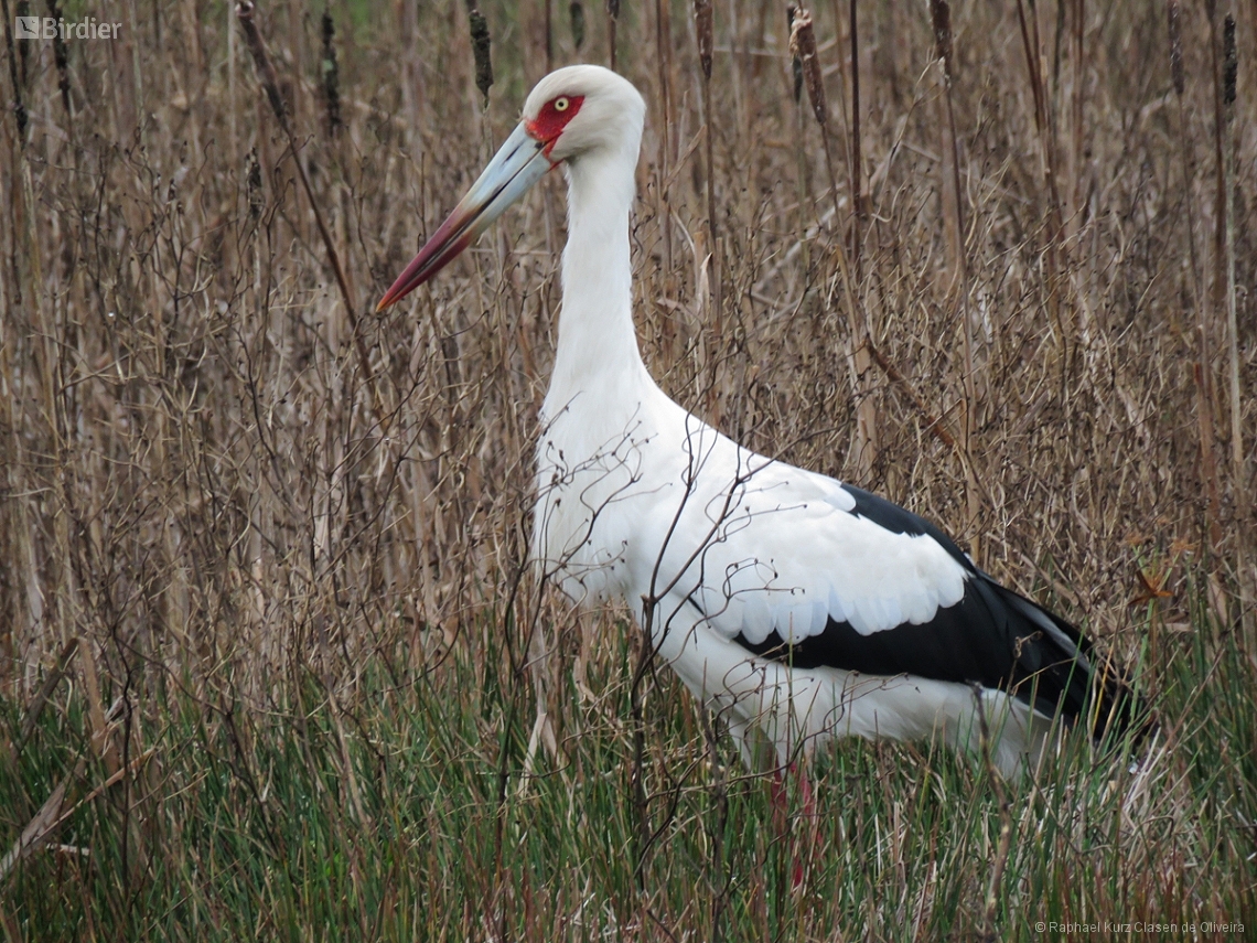 Ciconia maguari