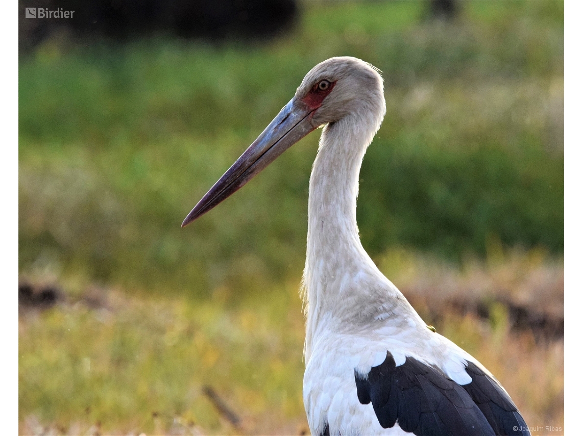 Ciconia maguari