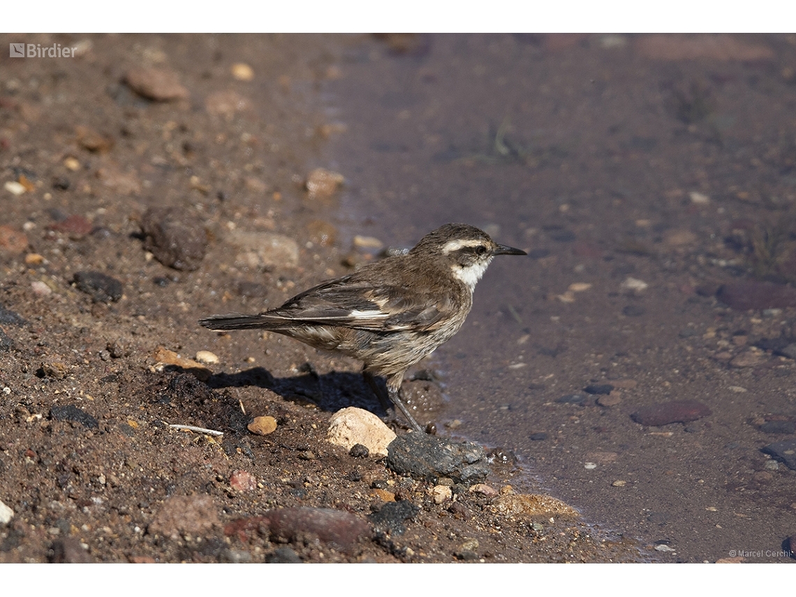 Cinclodes albiventris