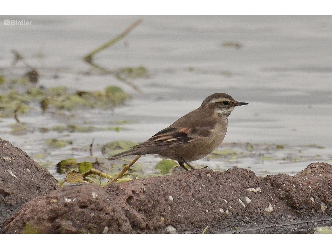 Cinclodes fuscus