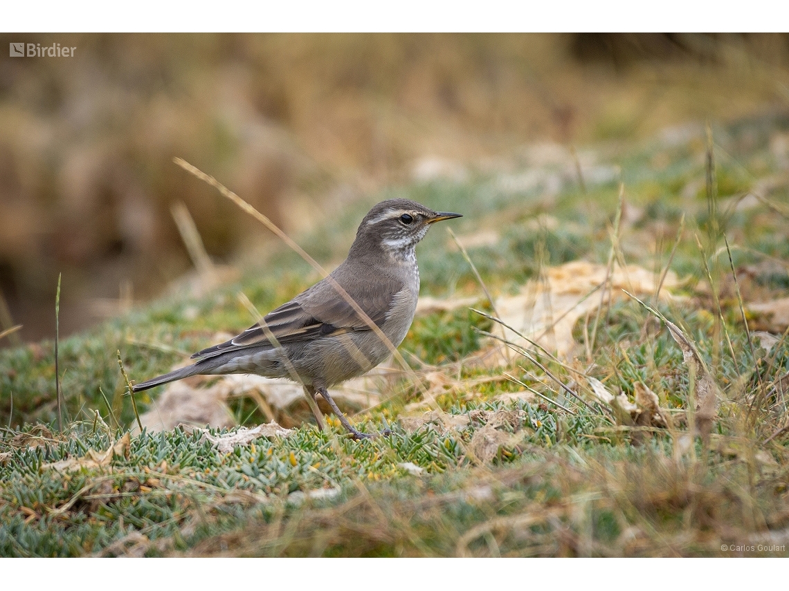 Cinclodes fuscus