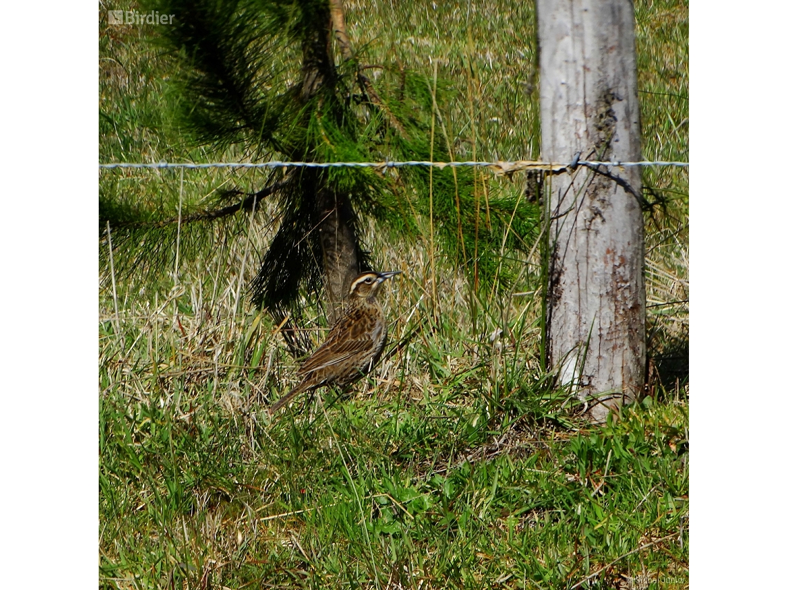 Cinclodes fuscus