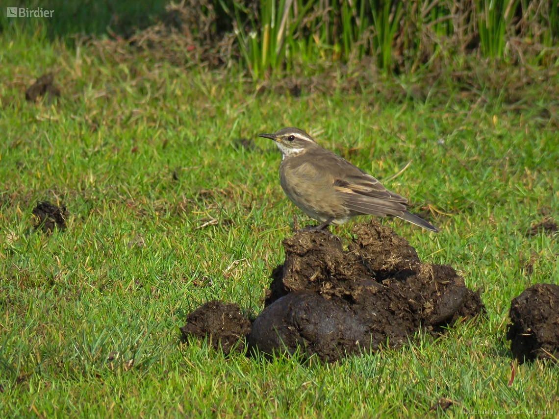 Cinclodes fuscus