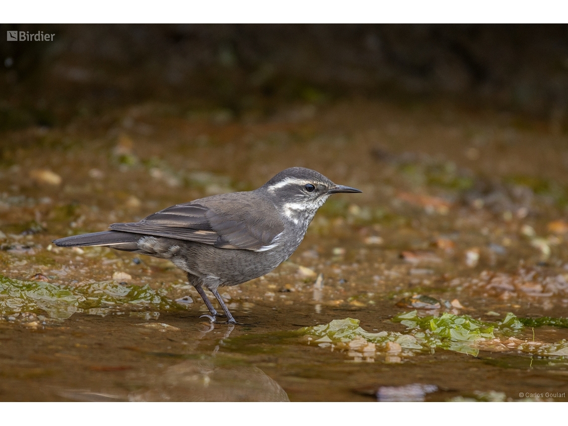 Cinclodes patagonicus