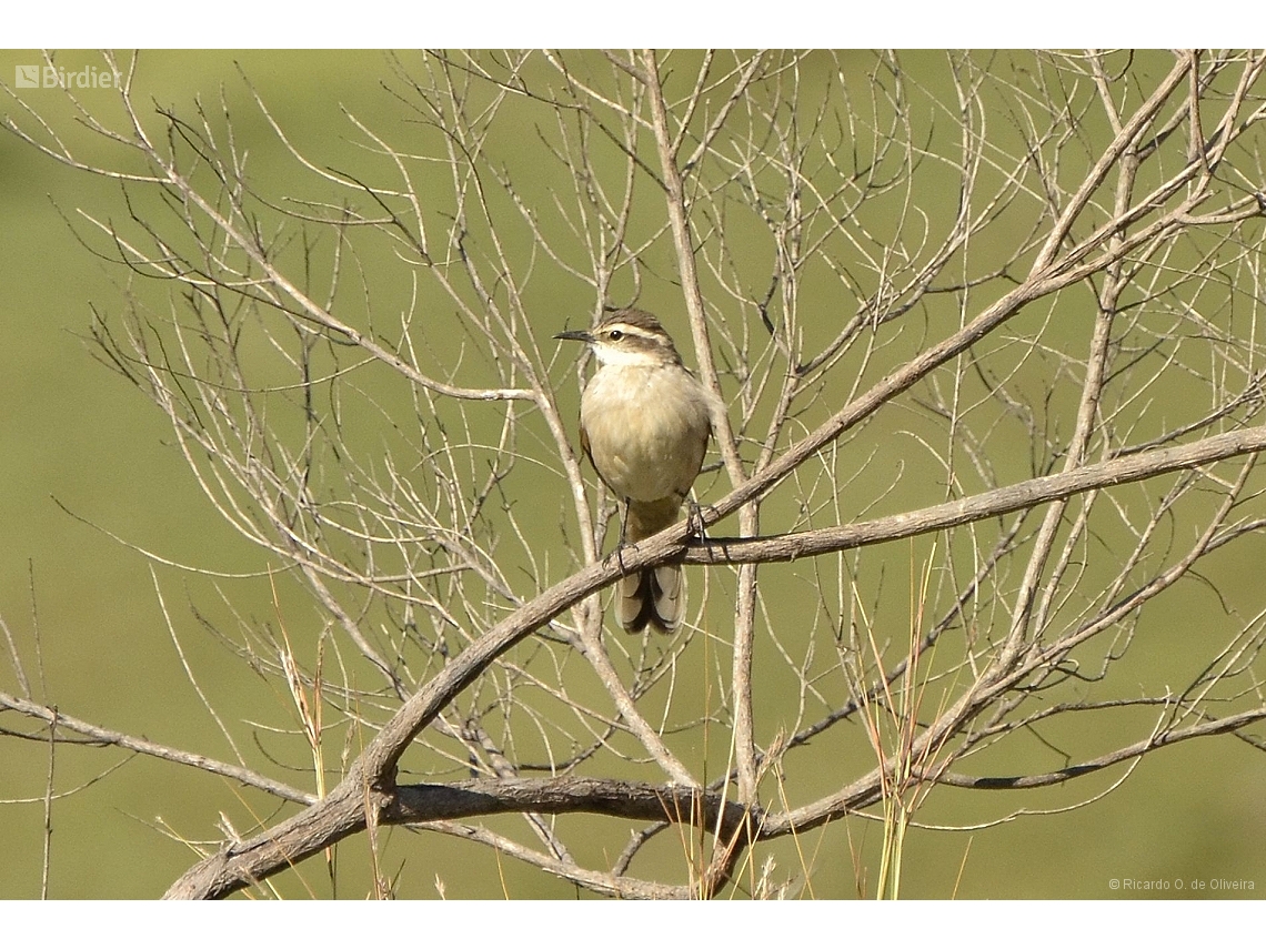 Cinclodes pabsti