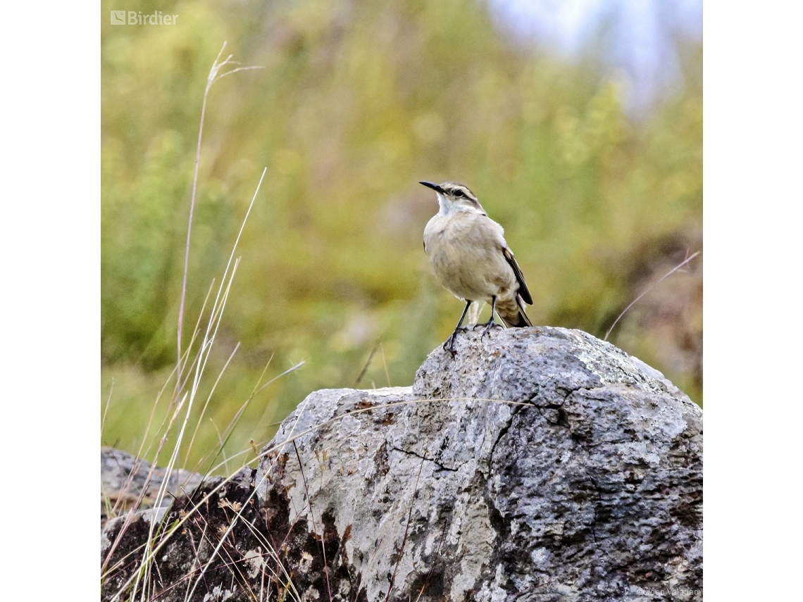 Cinclodes pabsti