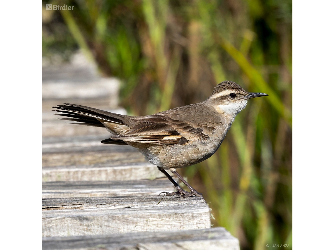 Cinclodes pabsti