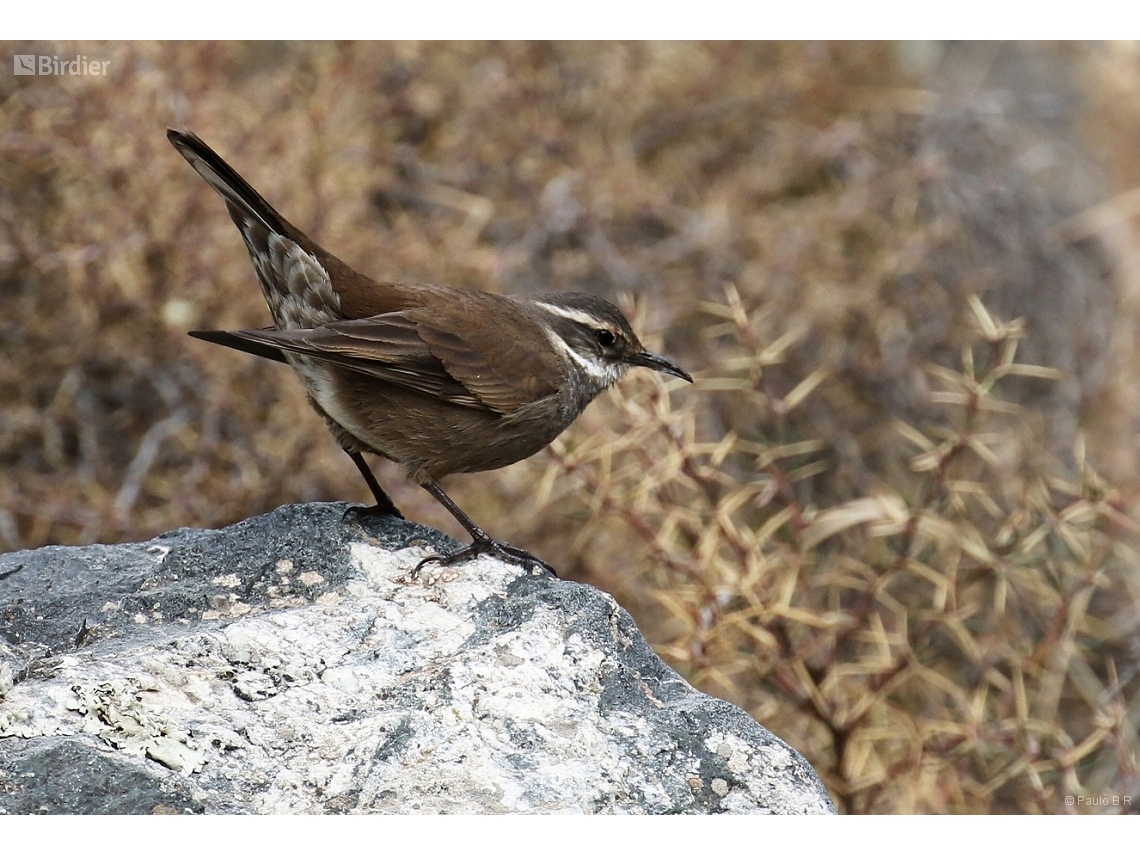 Cinclodes patagonicus