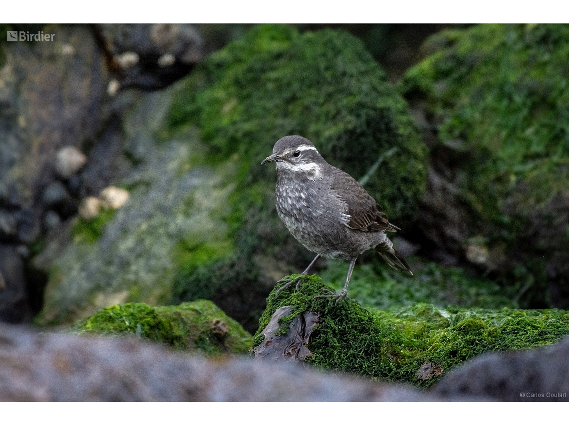 Cinclodes patagonicus