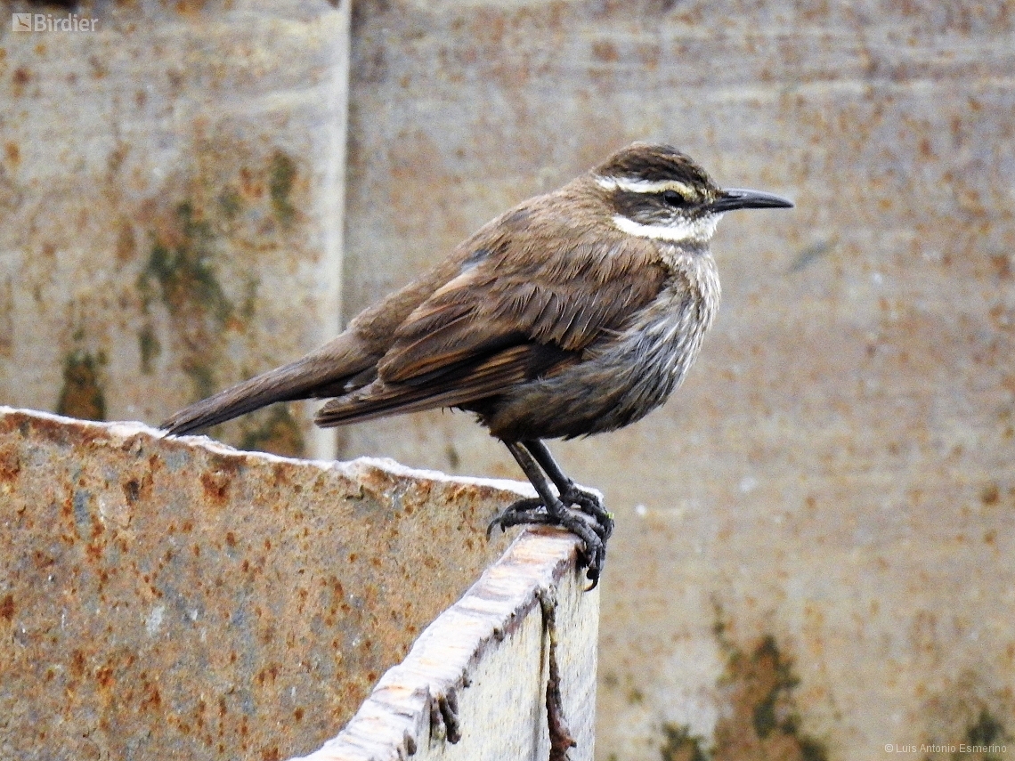 Cinclodes patagonicus