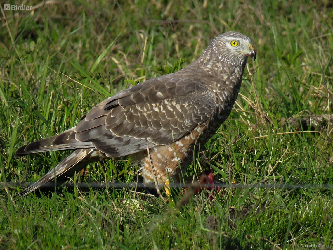 Circus cinereus