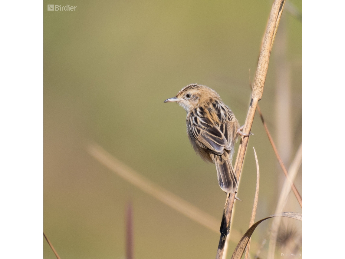 Cisticola juncidis