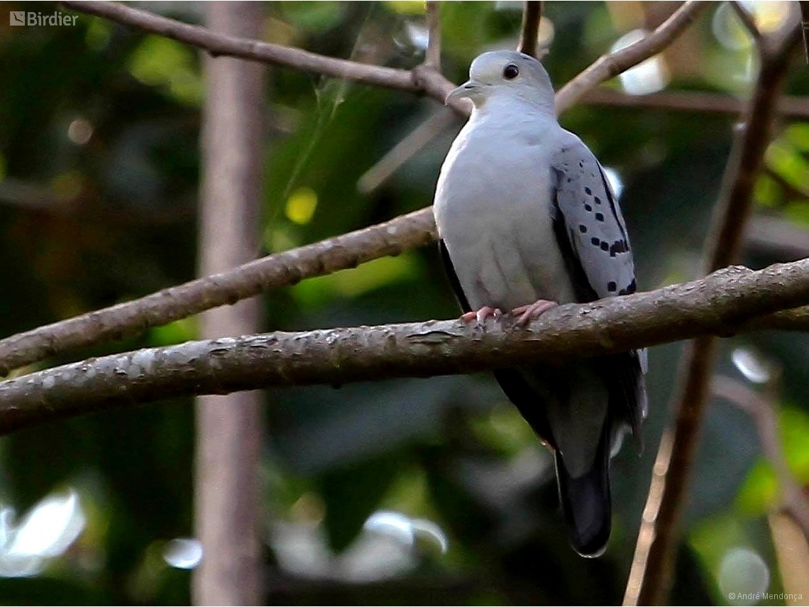 Claravis pretiosa