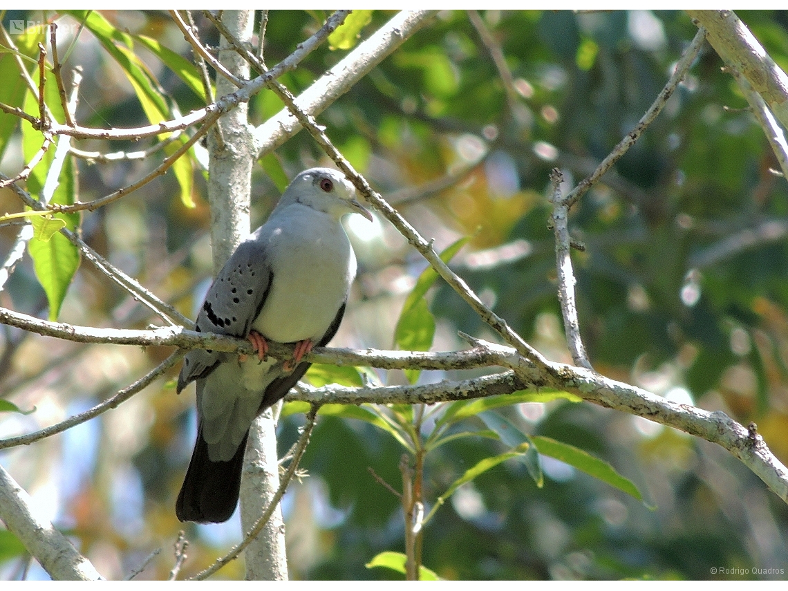 Claravis pretiosa