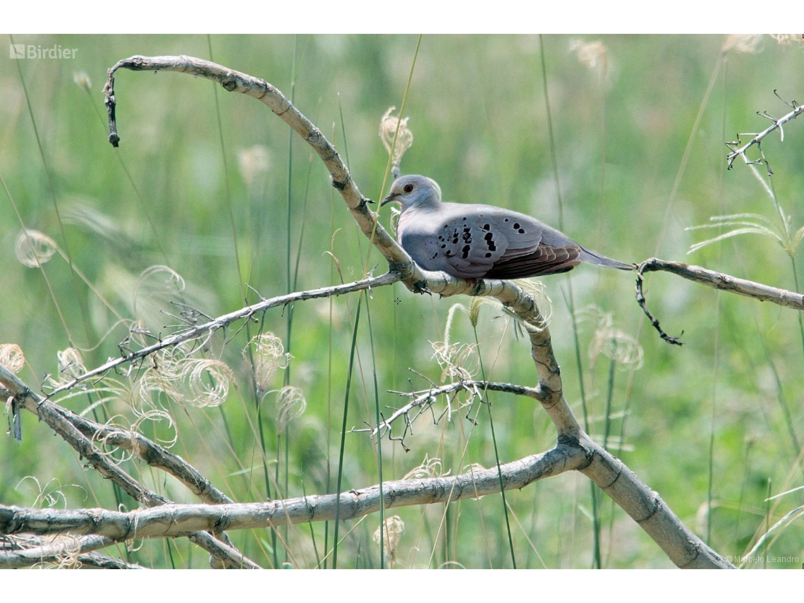 Claravis pretiosa