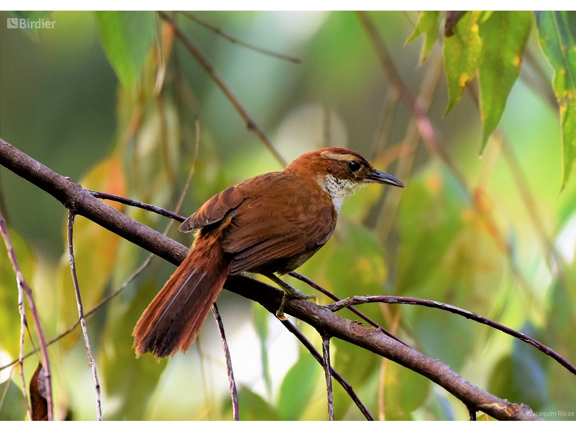 Clibanornis dendrocolaptoides