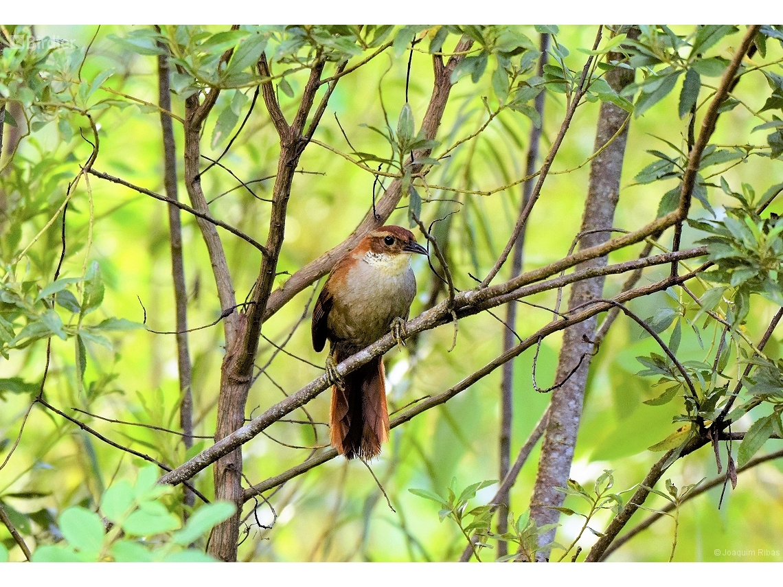 Clibanornis dendrocolaptoides