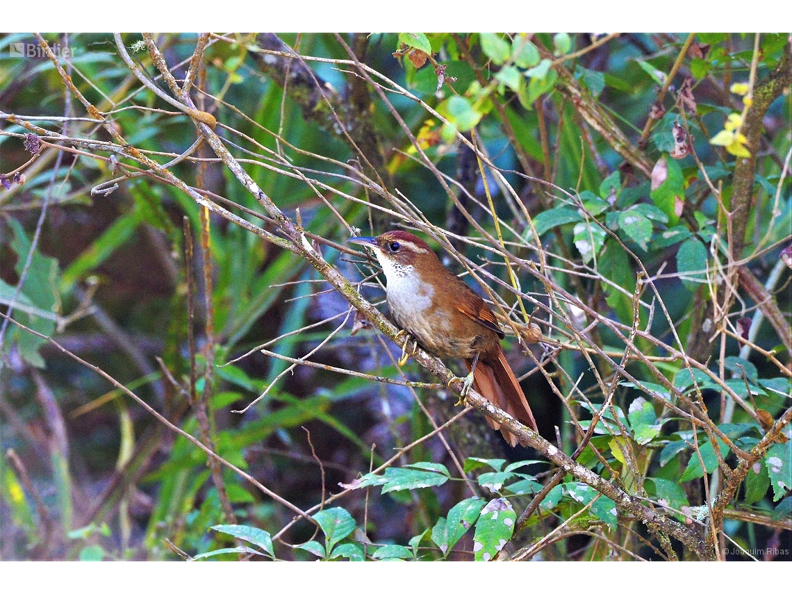Clibanornis dendrocolaptoides