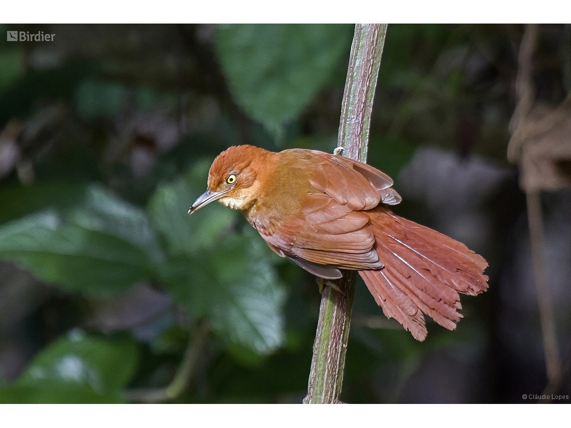 Clibanornis rectirostris