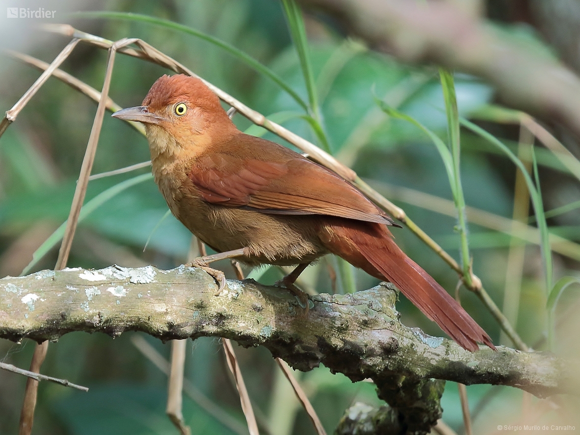 Clibanornis rectirostris