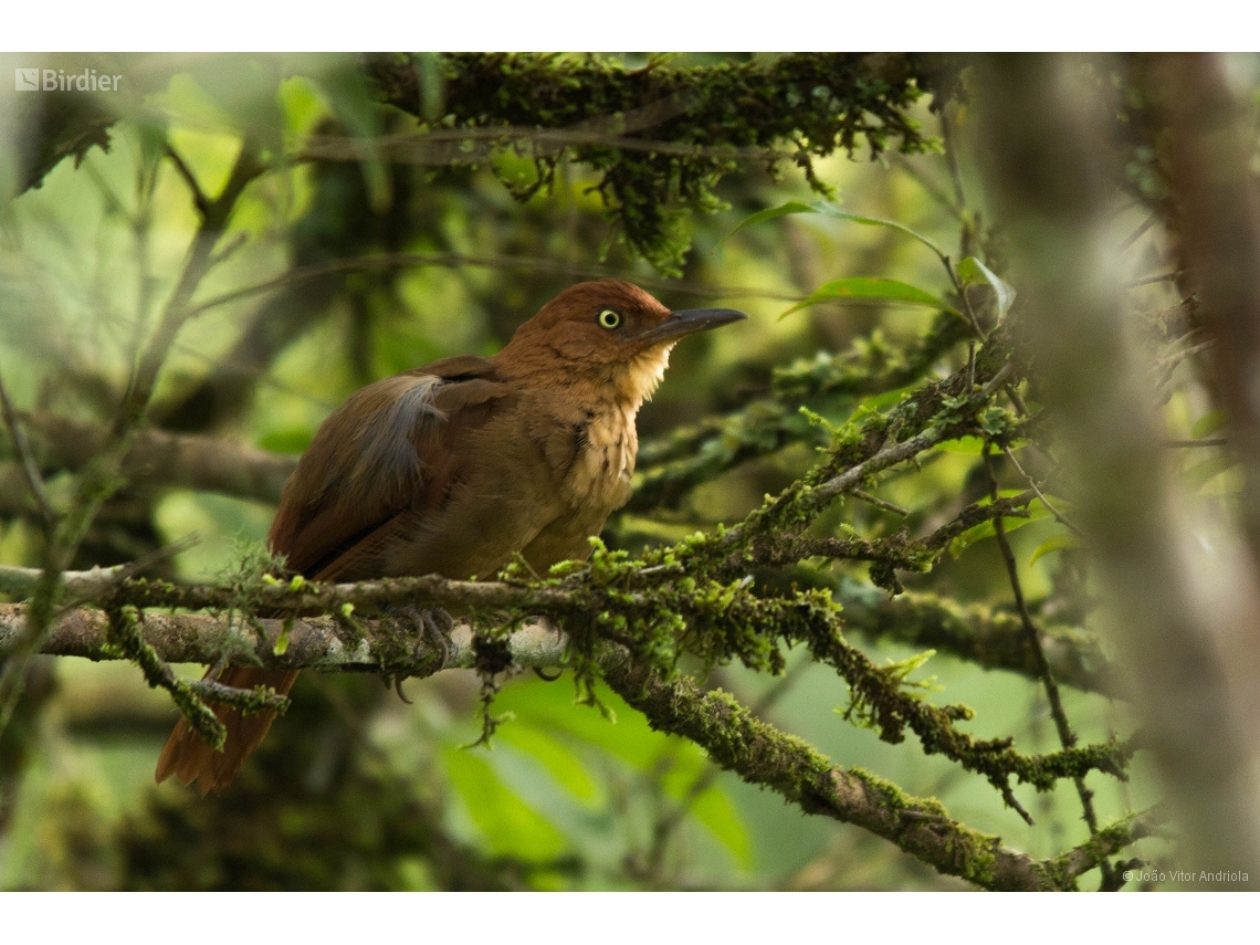 Clibanornis rectirostris