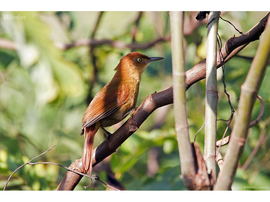 Clibanornis rectirostris