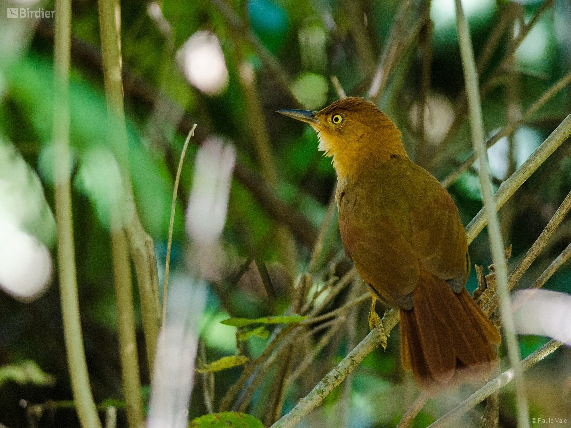 Clibanornis rectirostris