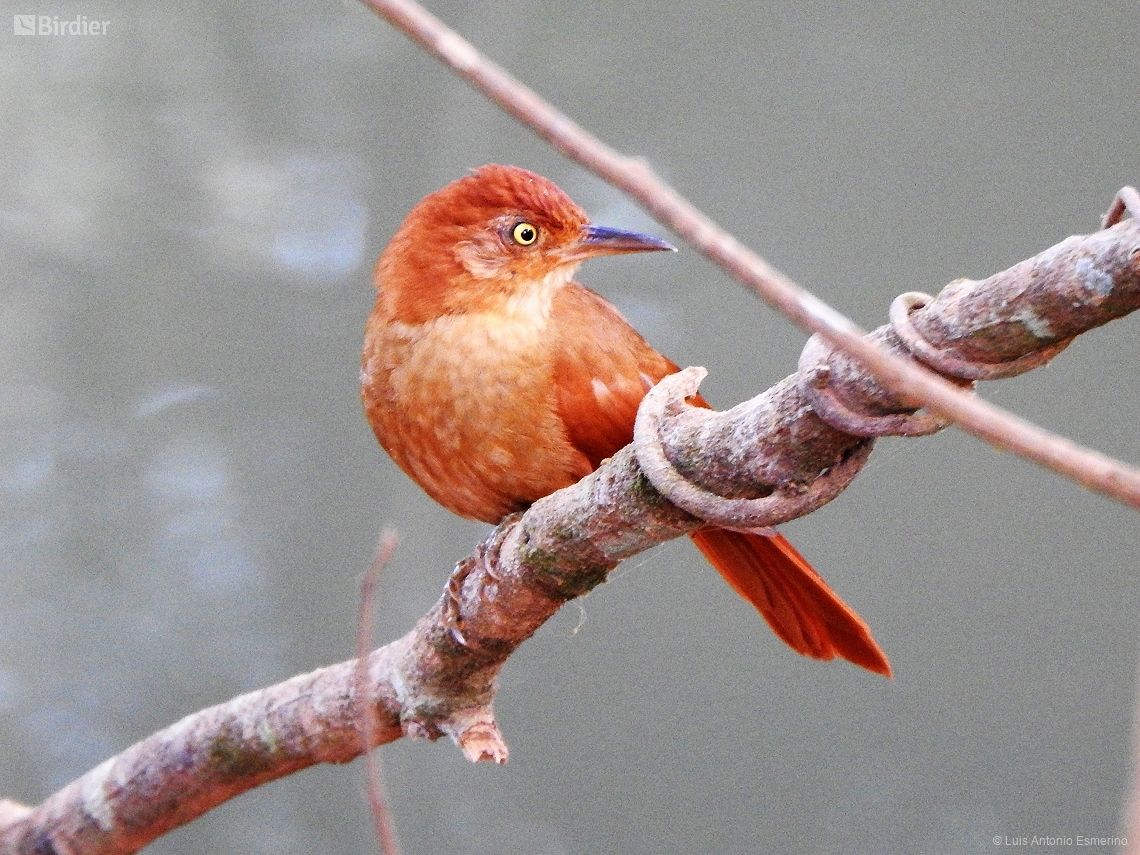 Clibanornis rectirostris